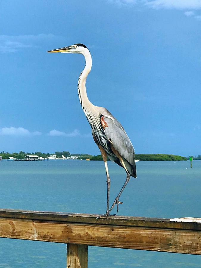Shorewalk Full Condo Lake View Near To Beach Img Bradenton Eksteriør billede